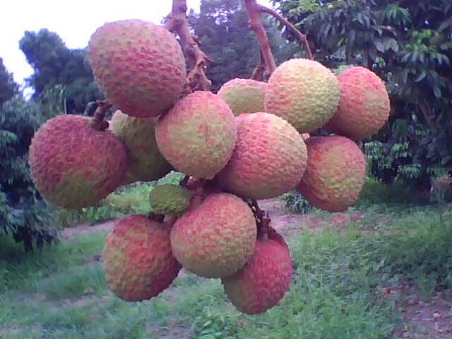 litchi