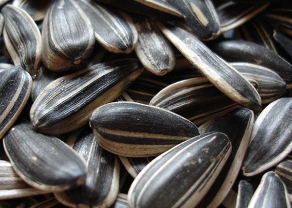 Sunflower Seeds2.jpg