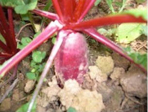 luo bohong 2
