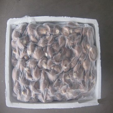 shiitake1