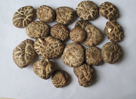 shitake mushroom-2