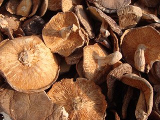 thinshiitake