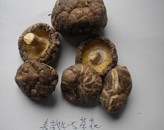 Tea Flower Mushroom Cm Spring Shiitake China Oem Price Supplier Food