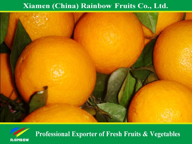navel orange