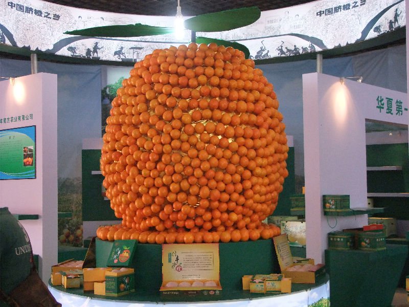 Fresh valencia orange of China