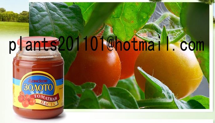 tomato paste 055