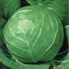 Fresh_cabbage18
