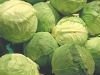 Fresh_Cabbage21