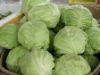 CABBAGE10