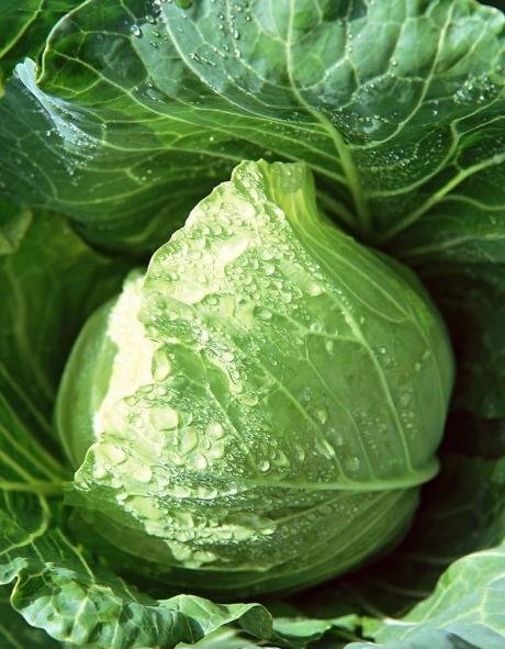 Cabbage3