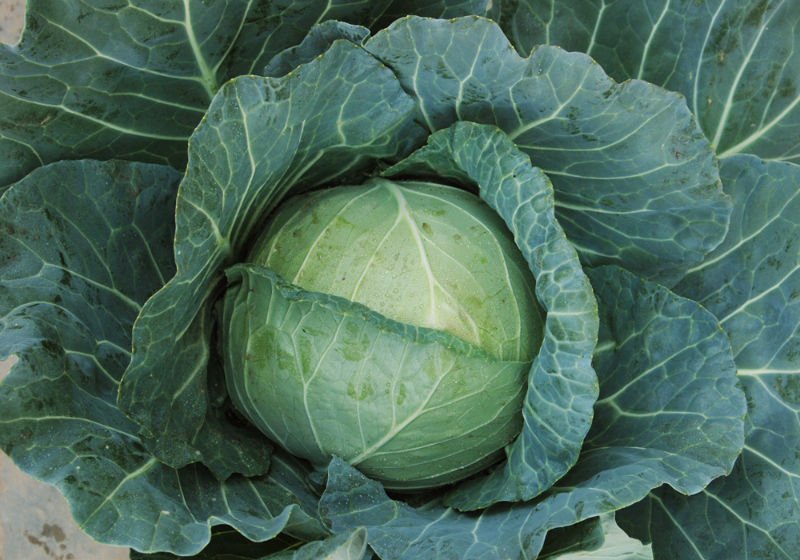 CABBAGE8