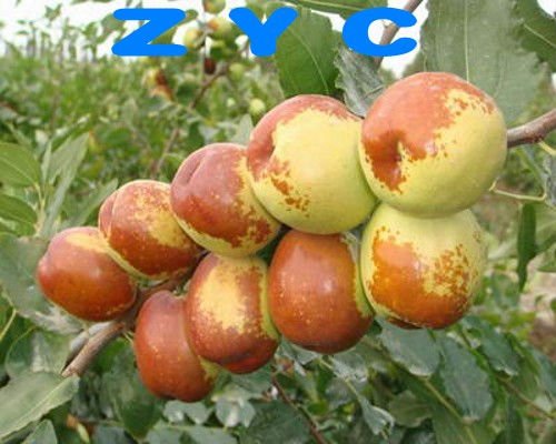 20090721172334_conew1.jpg