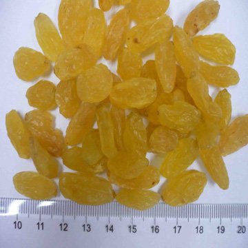 big golden raisin-1.jpg