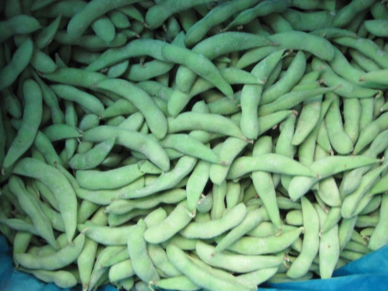 soy bean 3.JPG