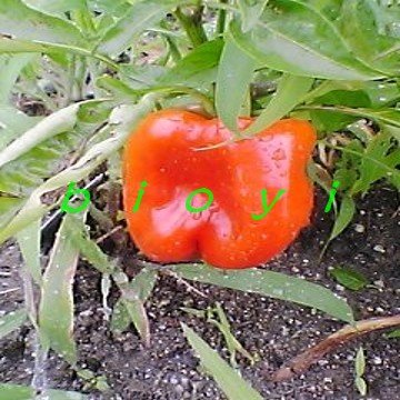 conew_2_conew1.jpg
