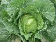chinese       cabbage