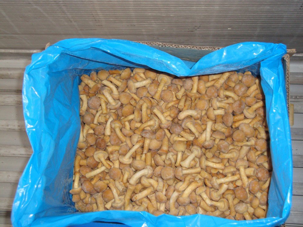 iqf nameko.jpg