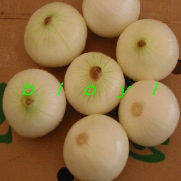 conew__conew1.jpg