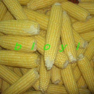 conew_cimg0413_conew1.jpg