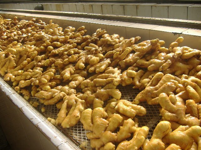Ginger-Fresh-Ginger-Air-Dried-Ginger