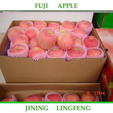fujiapple 14