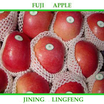 fujiapple 16.jpg