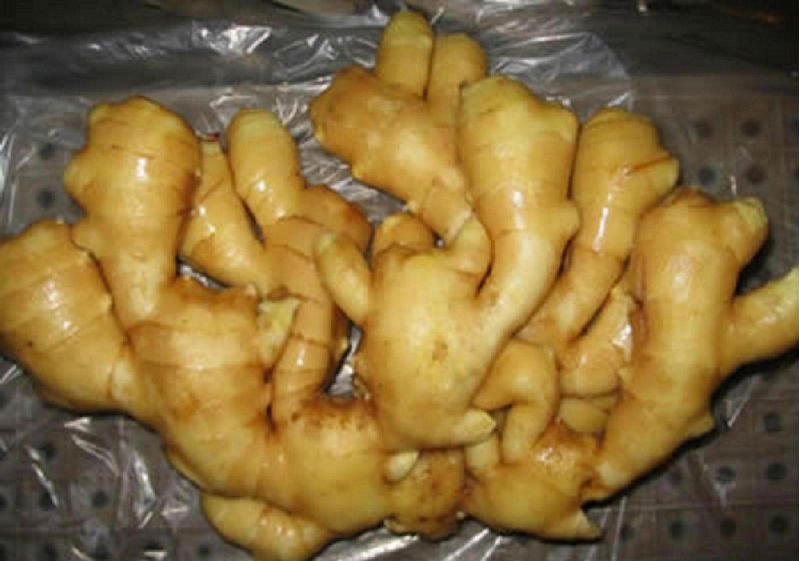 ginger-5