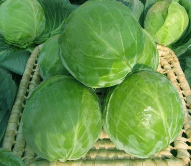 cabbage2