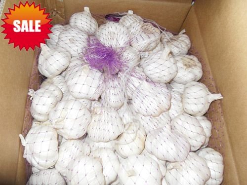 pure white garlic 10kgctn~