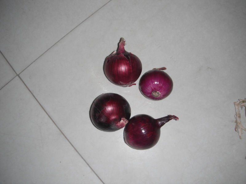 onion2