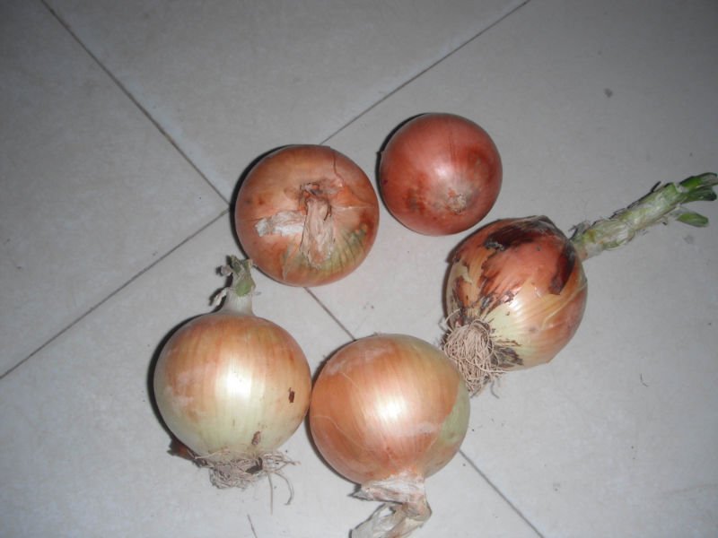 onion1