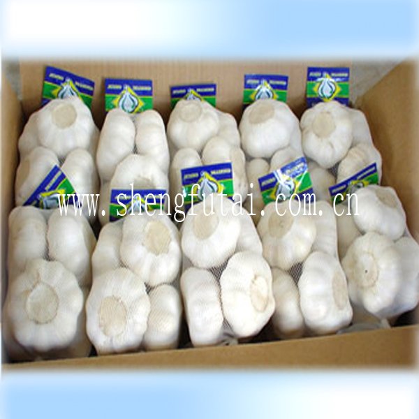 garlic3