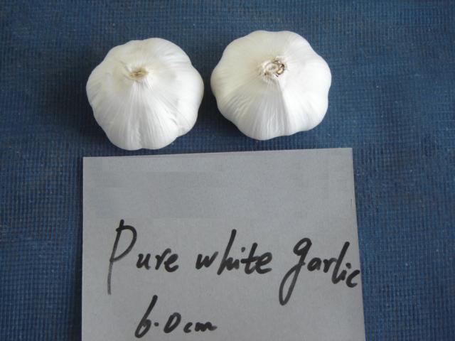 6.0 pure garlic.JPG