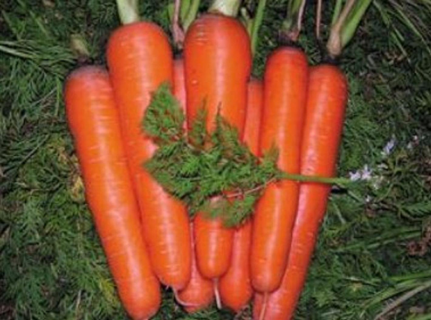 carrot 4