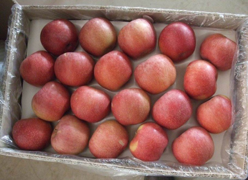 APPLE.jpg
