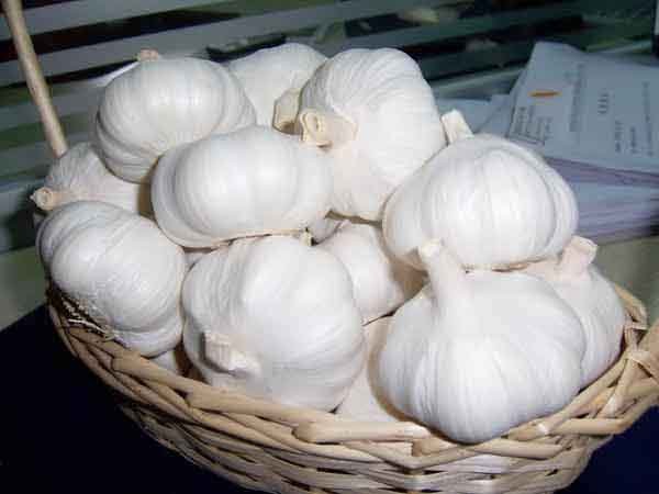 pure garlic-1