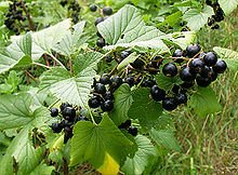 black currant1