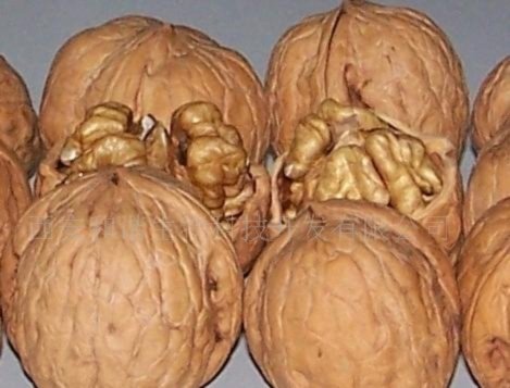 Walnut in Shell.jpg