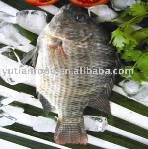 Frozen_Tilapia_Scaled_and_Gutted[1]