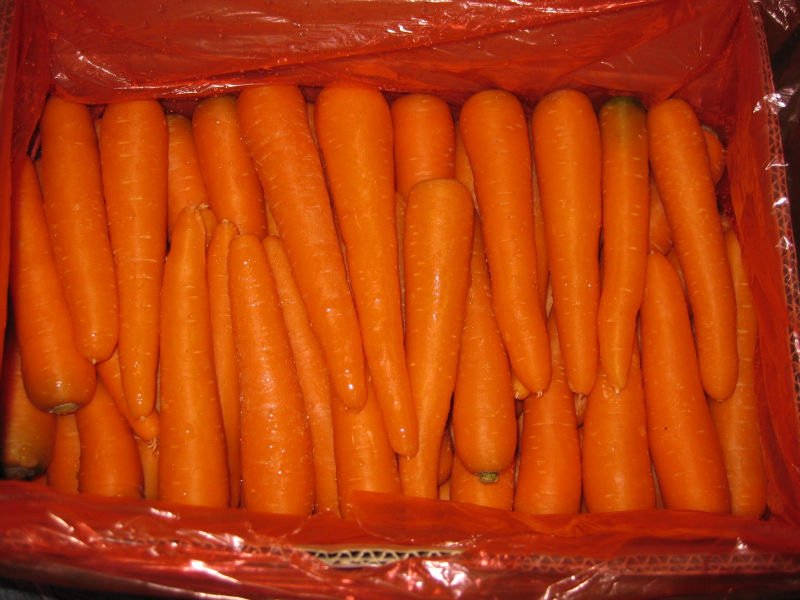 fresh carrot in box