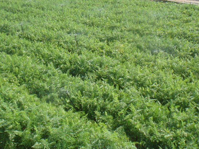 DSC04720