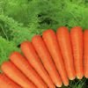 fresh-carrot_A888977-20070621035020