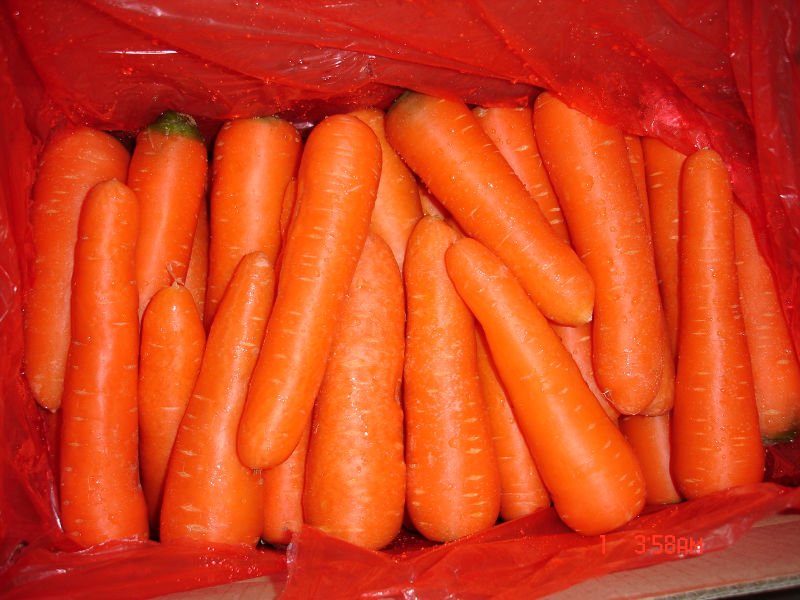 fresh carrot