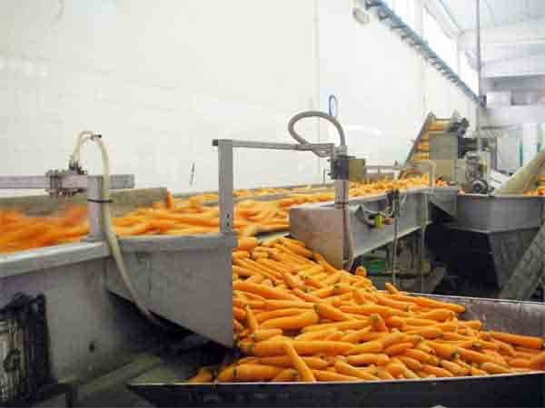 carrot-8