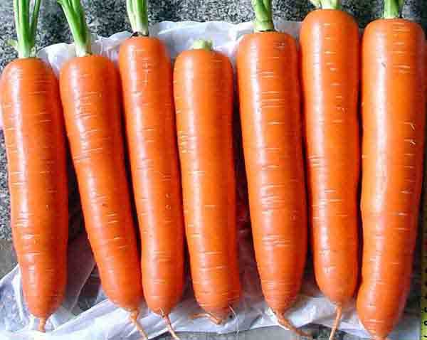 carrot-3