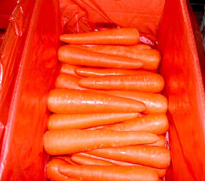 carrot 1