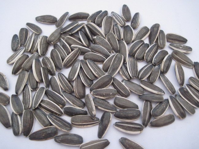 5009 2
