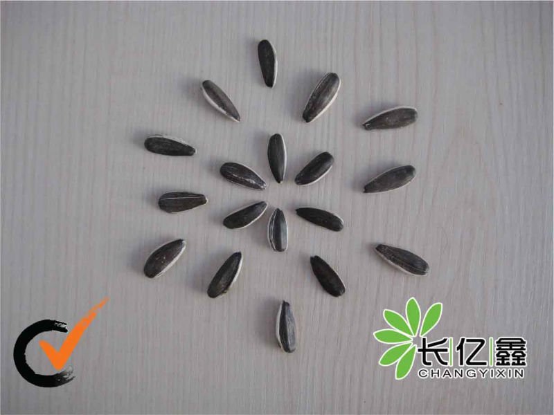 sunflower seed in shell-1.jpg