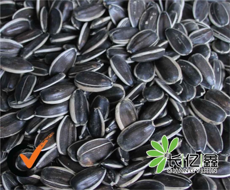 sunflower seed in shell-2.jpg