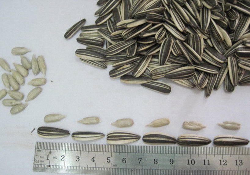 kernel size1